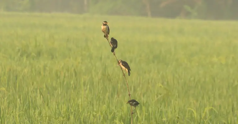 ধানের খেতে পাখি বসে আছে